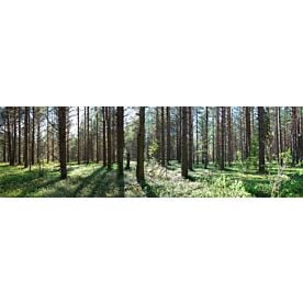 Summer Pine Forest