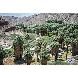 Indian Canyons Palm Desert