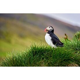 Iceland Puffins