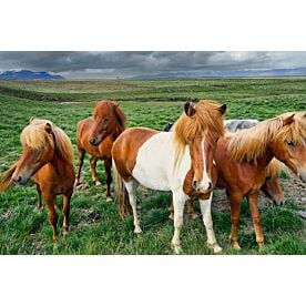 Wild Horses in Iceland 1