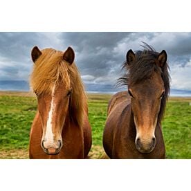 Wild Horses in Iceland 2