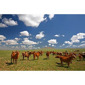 Mongolian Goats