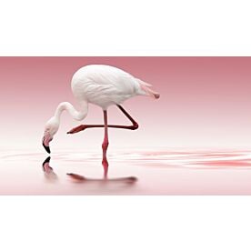 Flamingo on Pink