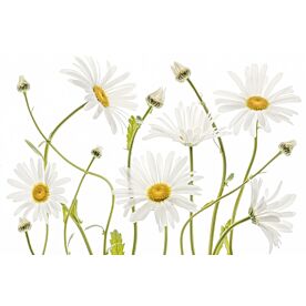 Ox Eye Daisies