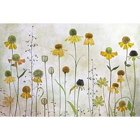 Helenium