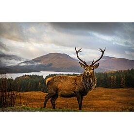 Scottish Stag