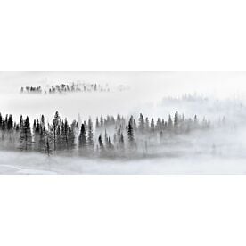 White Fog Over Forest