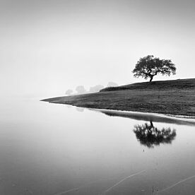 Tree in the Lake