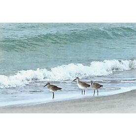 Sandpipers on the Beach