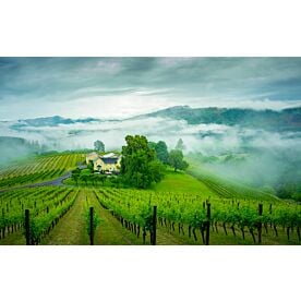 Vineyard in the Mist - Schwartz Wallpaper Wall Mural