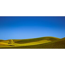 Lone Tree in a Stream of Light - Schwartz Wallpaper Wall Mural