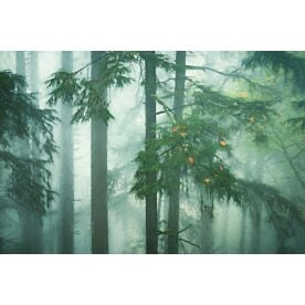 A Peek Through the Misty Woods III - Schwartz Wallpaper Wall Mural