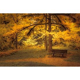 Bench Beneath the Larches - Schwartz Wallpaper Wall Mural