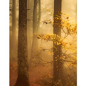 Along a Misty Forest Trail - Schwartz Wallpaper Wall Mural