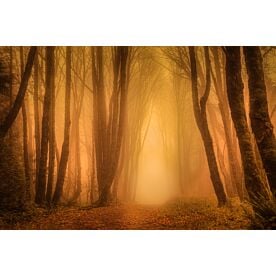 Light Through the Misty Trees I - Schwartz Wallpaper Wall Mural