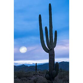 Cactus at Twilight - Schwartz Wallpaper Wall Mural