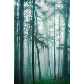 In the Quiet Misty Woods - Schwartz Wallpaper Wall Mural