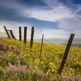 Wildflower Meadow Meets the Sky II - Schwartz Wallpaper Wall Mural