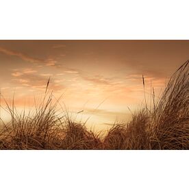 Beach Grasses at Sunset I - Schwartz Wallpaper Wall Mural