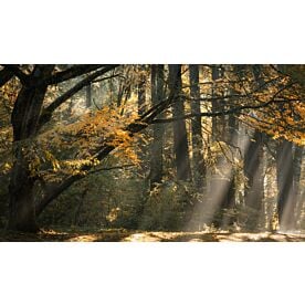 Beams of Forest Light – Schwartz Wallpaper Wall Mural