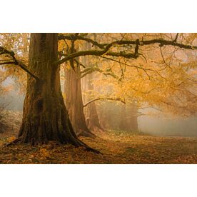 Dawn Redwoods in the Mist – Schwartz Wallpaper Wall Mural