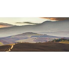 Where the Cypress Trees Lead Wallpaper Wall Mural