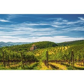 Chianti Vineyard Wallpaper Wall Mural