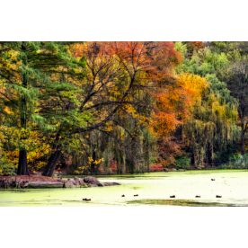 Kearney NYC Fall Foliage I Wallpaper Wall Mural