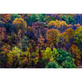 Kearney NYC Fall Foliage II Wallpaper Wall Mural