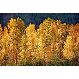 Aspens in Autumn III Wallpaper Wall Mural