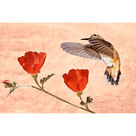 Hummingbird Desire Wallpaper Wall Mural