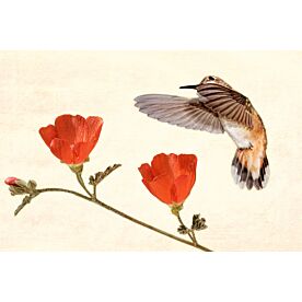 Hummingbird Desire II Wallpaper Wall Mural