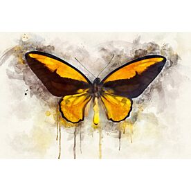 Butterfly The Passion Of Color Wallpaper Wall Mural