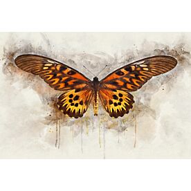 Butterfly Flying Colors Wallpaper Wall Mural