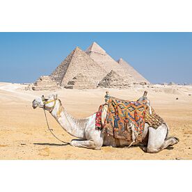 Pyramid Camel