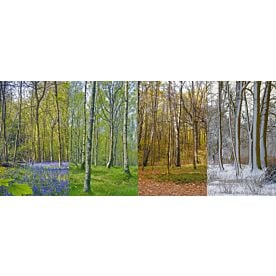 Forest In Four Seasons Wallpaper Wall Mural