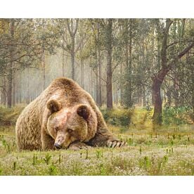 Bodacious Bears Four Wallpaper Wall Mural