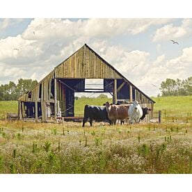 Bodacious Barn With Cows Wallpaper Wall Mural