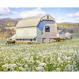 Bodacious Barn With Dandelions Wallpaper Wall Mural