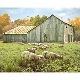 Bodacious Barn With Sheep Wallpaper Wall Mural