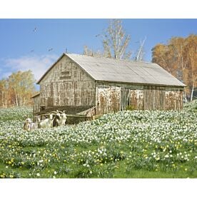 Bodacious Barn With Goats Wallpaper Wall Mural