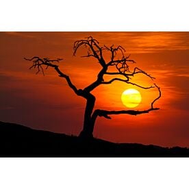 Sunset Tree Silhouette 7614 Wallpaper Wall Mural