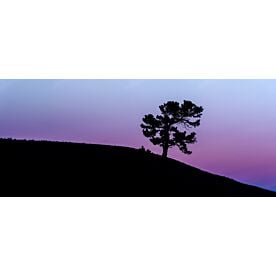 Limber Pine Sunset Silhouette 7665 Wallpaper Wall Mural