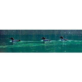 Loons on Whitetail Lake 3060 Wallpaper Wall Mural