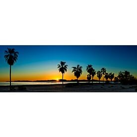 Baja California Palm Tree Sunrise 8900 Wallpaper Wall Mural