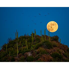 Full Moon Cactus Baja 8903 Wallpaper Wall Mural