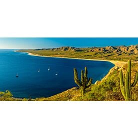 Los Frailes Bay Baja Cactus 8906 Wallpaper Wall Mural