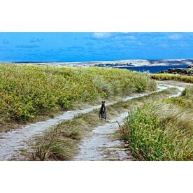 Beach Road Wallaby