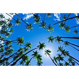 Palm Trees Overhead