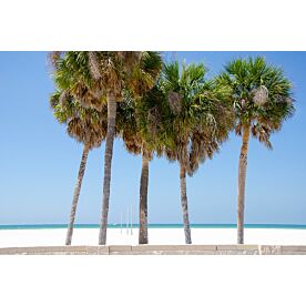 Coastal Palms I